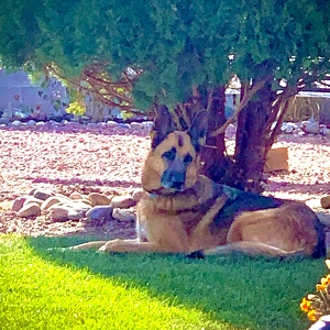 Fundraising Page: Jozee Queenz